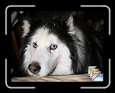 Our Pets * (33 Slides)